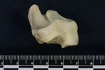 Caribou (Tarsal Centrale and 4th Distal Tarsal: Navicular C (Left) - Anterior)