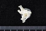 Thick-Billed Murre (Cervical Vertebrae 3 (Axial) - Right)
