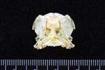 Casin's Aucklet (Cranium (Axial) - Cranial)
