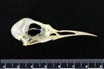 Arctic Tern (Cranium (Axial) - Right)