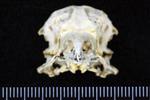 Red-Necked Grebe (Cranium (Axial) - Cranial)