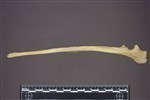 Coyote (Ulna (Left) - Lateral)