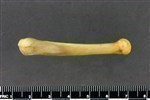 Coyote (Metacarpal 5 (Left) - Lateral)