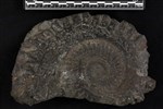 Helicoprion (IMNH 2/48663 - Medial)