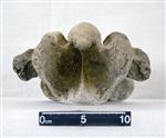 Giant bison (Cervical Vertebrae 5 (Miscellaneous) - Ventral)