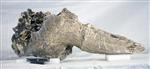 Alaskan bison (Cranium (Miscellaneous) - Dorsal)