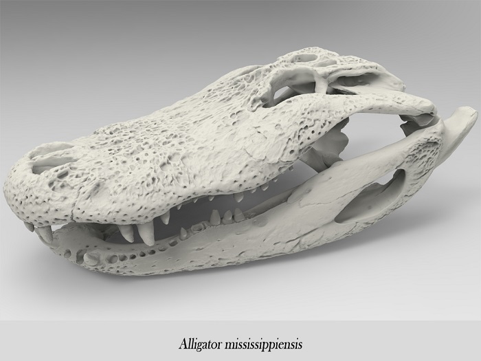 Third Carousel Slide - Alligator Mississippiensis