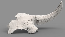 Bison priscus partial skull (front)