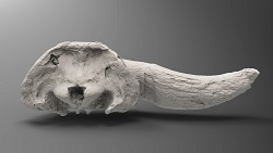Bison alaskensis half skull (back)