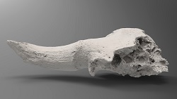 Bison alaskensis half skull (front)