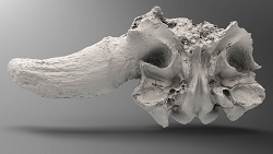 Bison alaskensis half skull (bottom)