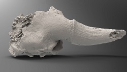 Bison alaskensis half skull (top)