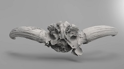 Bison alaskensis skull, aka, "Stanford" (bottom)