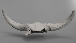 Bison alaskensis skull, aka, "Stanford" (front)