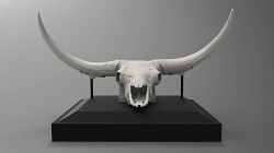 Bison latifrons skull, aka, "Junior" (front)