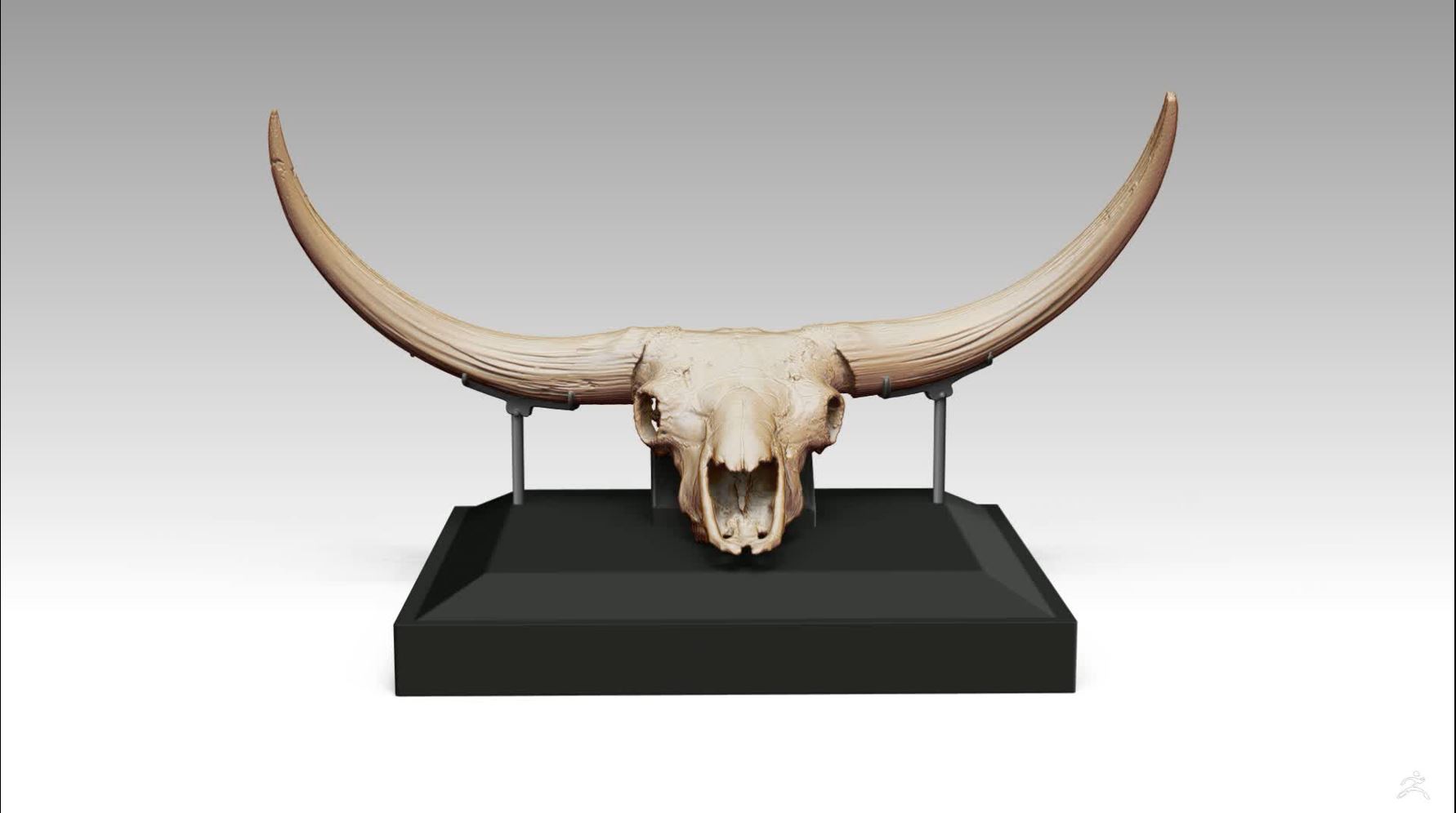 3D Model rendering of Junior's skull'