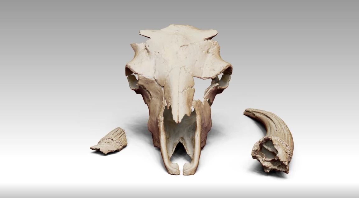 3D Model rendering of a broken Bison Latifrons skull