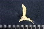 Common Tern (Sternum (Keel) (Axial) - Caudal)