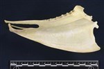 Canada Goose (Sternum (Keel) (Axial) - Right)