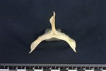 Canvasback (Sternum (Keel) (Axial) - Cranial)