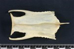 Canvasback (Sternum (Keel) (Axial) - Ventral)