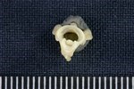 Rock Ptarmigan (Cervical Vertebrae 1 - Atlas (Axial) - Cranial)