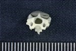 Rock Ptarmigan (Cervical Vertebrae 3 (Axial) - Cranial)