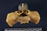Caribou (Sacrum (Axial) - Cranial)