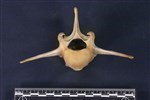 Caribou (Lumbar Vertebrae Last (Axial) - Cranial)