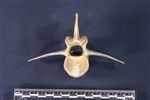 Caribou (Lumbar Vertebrae Middle (Axial) - Caudal)