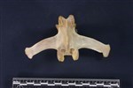 Caribou (Lumbar Vertebrae Middle (Axial) - Dorsal)