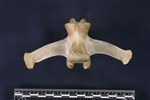Caribou (Lumbar Vertebrae Middle (Axial) - Ventral)