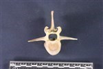 Caribou (Lumbar Vertebrae 1 (Axial) - Cranial)