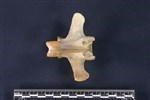 Caribou (Lumbar Vertebrae 1 (Axial) - Dorsal)