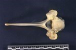 Caribou (Thoracic Vertebrae 1 (Axial) - Cranial)