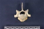 Caribou (Cervical Vertebrae Last (Axial) - Cranial)
