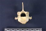 Caribou (Cervical Vertebrae Last (Axial) - Caudal)