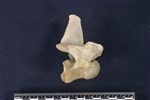 Caribou (Cervical Vertebrae Last (Axial) - Right)