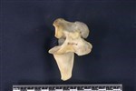 Caribou (Cervical Vertebrae Last (Axial) - Left)