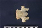 Caribou (Cervical Vertebrae Last (Axial) - Ventral)