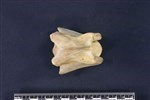 Caribou (Cervical Vertebrae 3 (Axial) - Dorsal)