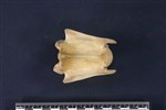 Caribou (Cervical Vertebrae 3 (Axial) - Ventral)