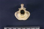 Caribou (Cervical Vertebrae 2 - Axis (Axial) - Cranial)