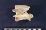 Caribou (Cervical Vertebrae 2 - Axis (Axial) - Right)