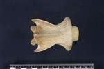 Caribou (Cervical Vertebrae 2 - Axis (Axial) - Ventral)