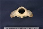 Caribou (Cervical Vertebrae 1 - Atlas (Axial) - Caudal)