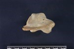 Caribou (Cervical Vertebrae 1 - Atlas (Axial) - Right)