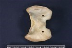 Caribou (Cervical Vertebrae 1 - Atlas (Axial) - Dorsal)