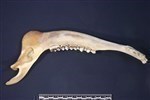 Caribou (Mandible Right (Right) - Left)