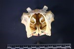 Caribou (CMC F1137-8 - Cranial)